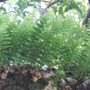 cay-cot-toai-bo