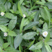 cay-nho-noi-1 (1)