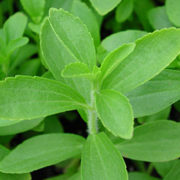 stevia1
