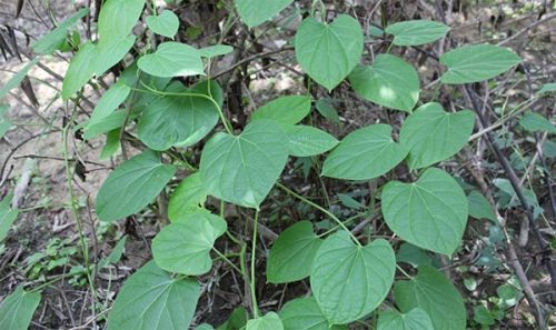 cay-day-dau-xuong-chua-thoai-hoa-khop-e1515682931895