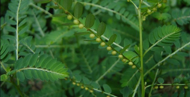 tac-dung-cua-diep-ha-chau-1476085206436-110-0-416-600-crop-1476085340143