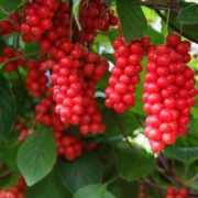 22-Best-Benefits-Of-Olive-Oil-Jaitun-Ka-Tel-For-Skin-Hair-And-Health3(31)
