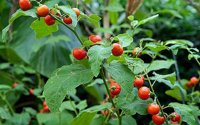 ca-gai-leo-15327616296712100557993