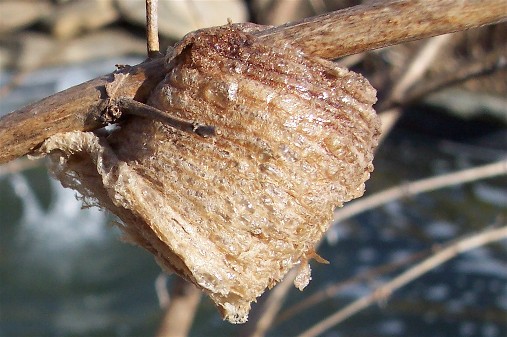 praying-mantis-nest-praying-mantis-nests-aol-image-search-results
