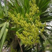 cay-huyet-giac
