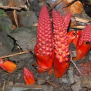 12-sự-thật-về-nấm-ngọc-cẩu