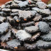 thuoc-hay-dan-gian-tri-khoi-viem-xoang-chi-tu-25-hat-gac