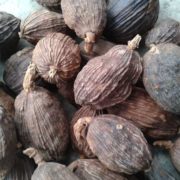 SA NHAN